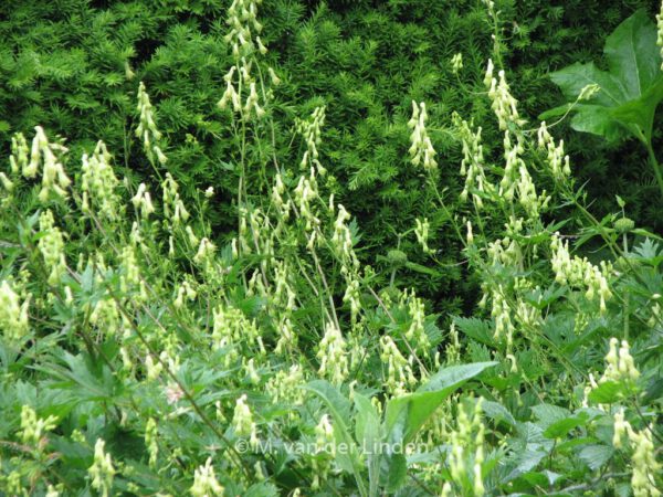 Aconitum lamarckii – Bild 2