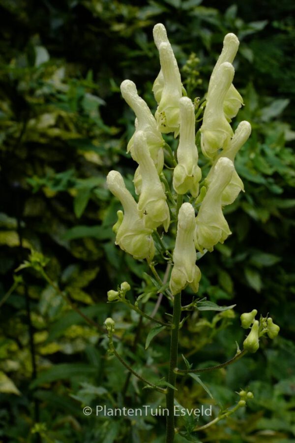 Aconitum lamarckii – Bild 3