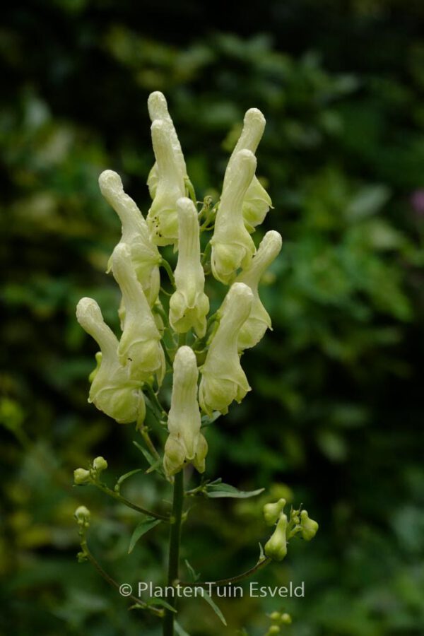 Aconitum lamarckii – Bild 4