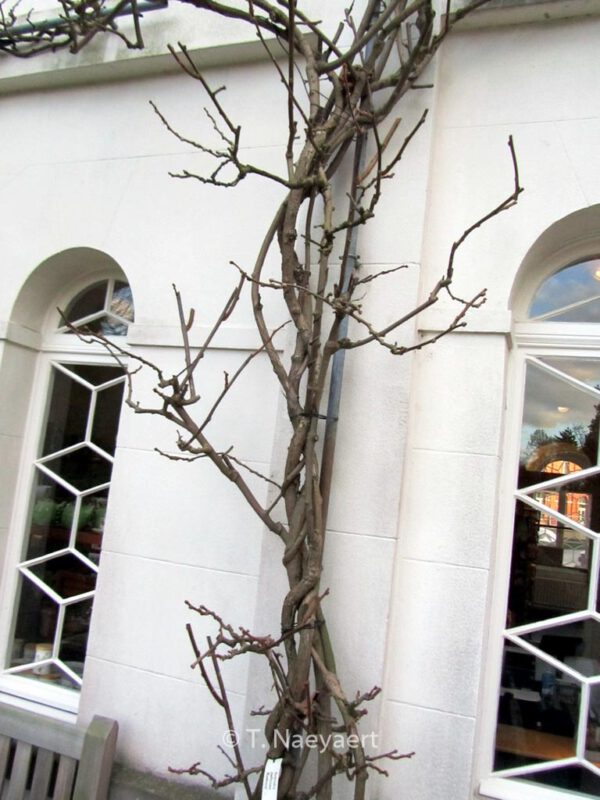 Actinidia deliciosa 'Boskoop'
