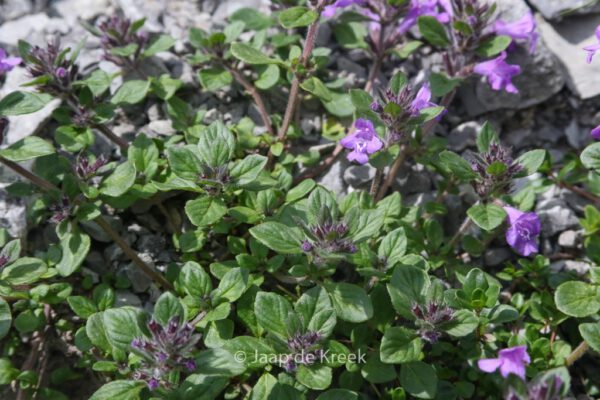 Ajuga reptans – Bild 4
