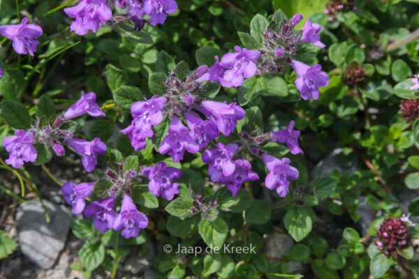 Ajuga reptans – Bild 5