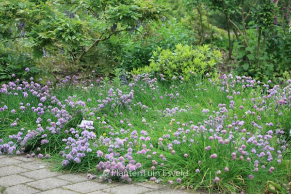 Allium schoenoprasum 'Forescate' – Bild 2