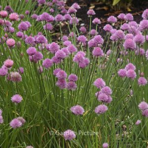 Allium schoenoprasum 'Forescate'
