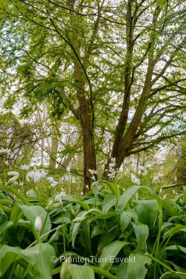 Allium ursinum – Bild 2