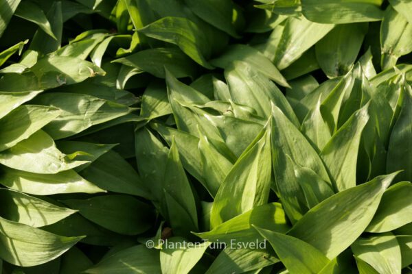 Allium ursinum – Bild 4
