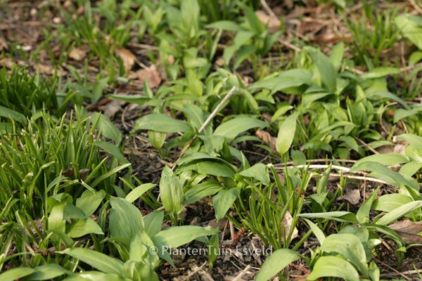 Allium ursinum – Bild 5