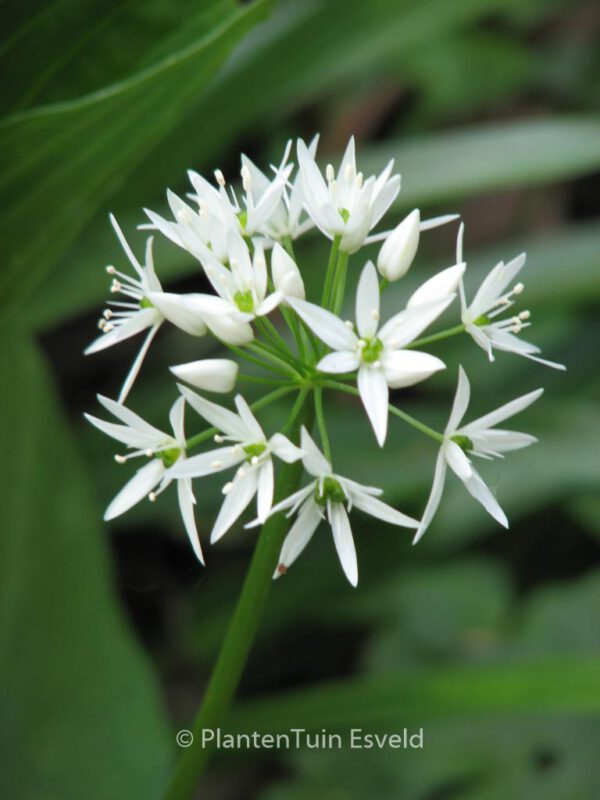 Allium ursinum – Bild 6