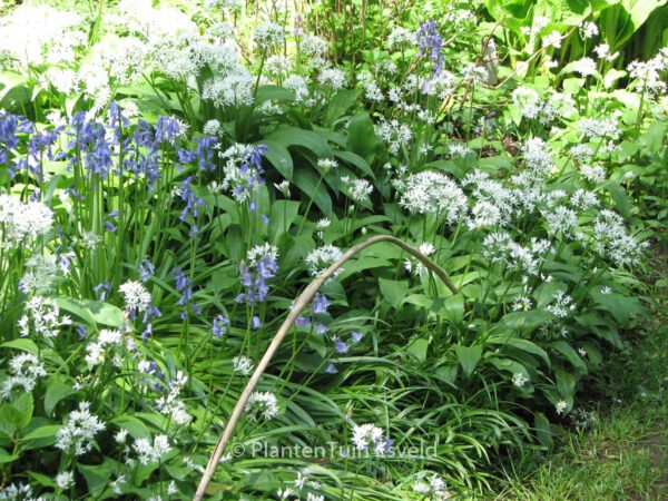 Allium ursinum – Bild 7