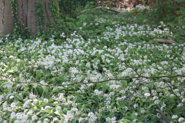 Allium ursinum – Bild 8
