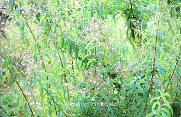 Aloysia triphylla – Bild 2