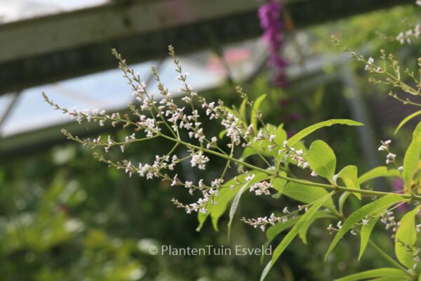 Aloysia triphylla – Bild 3