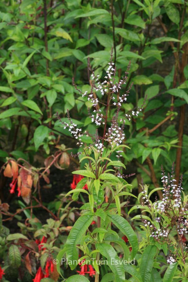 Aloysia triphylla – Bild 5