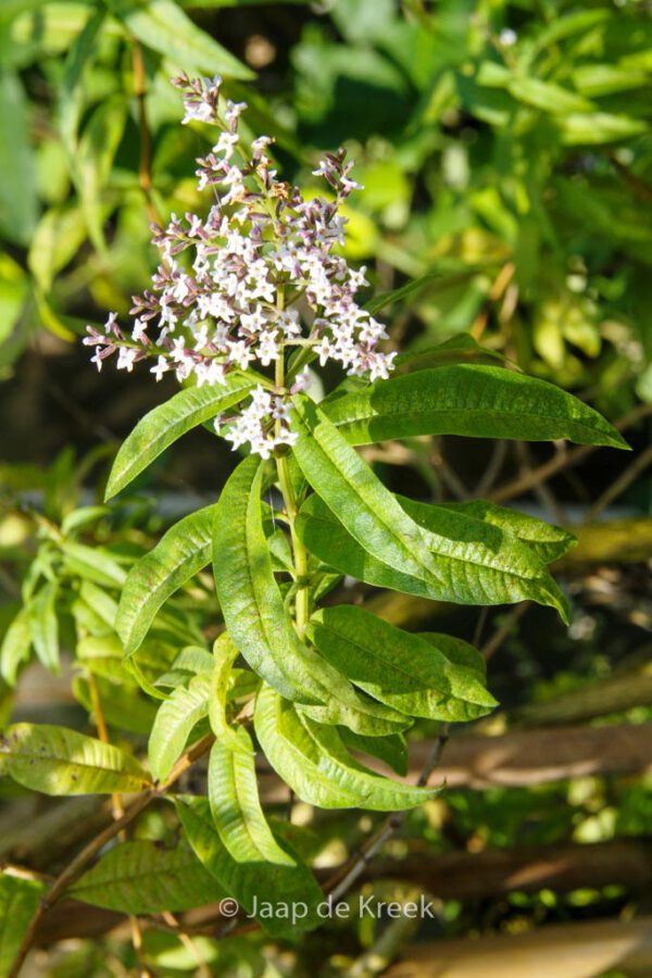 Aloysia triphylla – Bild 6
