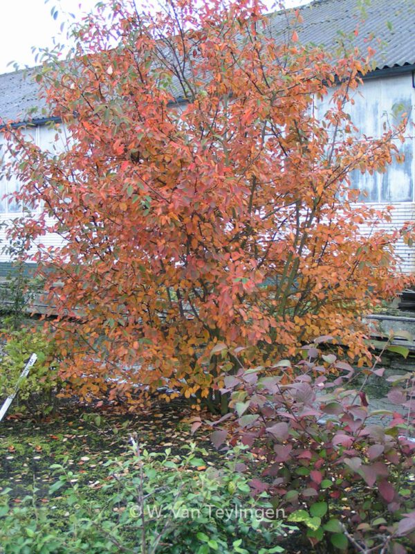 Amelanchier lamarckii – Bild 2