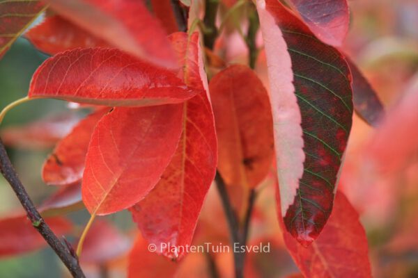 Amelanchier lamarckii – Bild 6