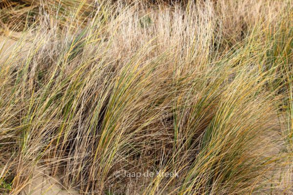 Ammophila arenaria – Bild 2