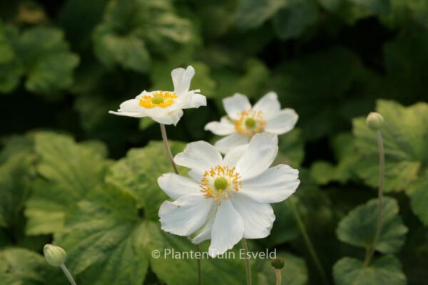 Anemone hybrida 'Andrea Atkinson' – Bild 2