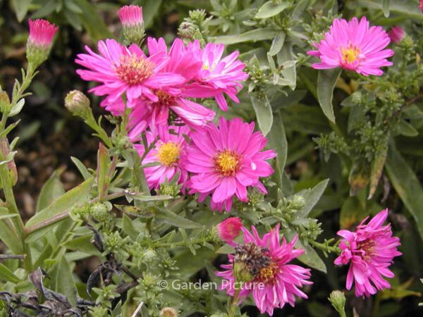 Aster dumosus 'Anneke'