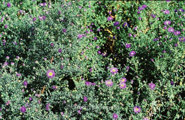 Aster novi-belgii 'Schoene von Dietlikon' – Bild 2