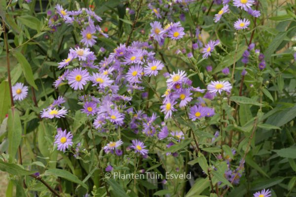 Aster novi-belgii 'Schoene von Dietlikon' – Bild 3
