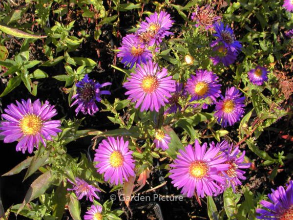 Aster novi-belgii 'Schoene von Dietlikon' – Bild 4