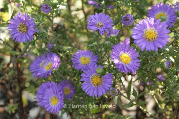 Aster novi-belgii 'Schoene von Dietlikon'