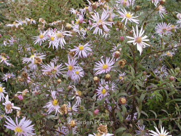 Aster pyrenaeus 'Lutetia' – Bild 2