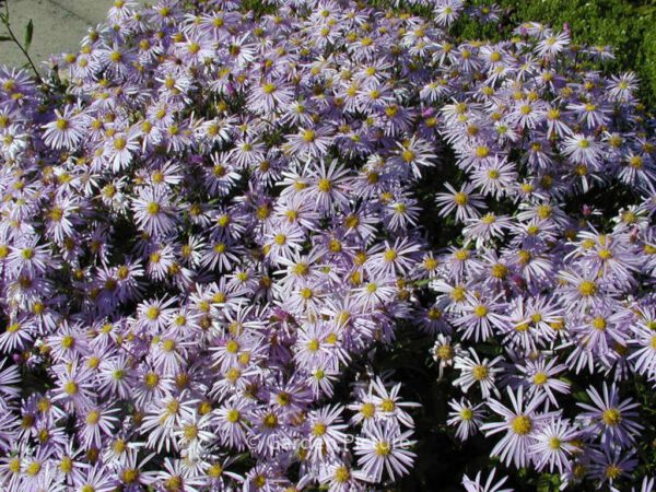 Aster pyrenaeus 'Lutetia' – Bild 3