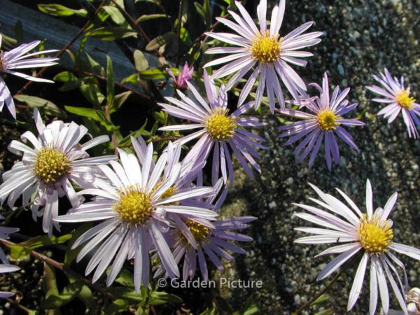Aster pyrenaeus 'Lutetia' – Bild 4