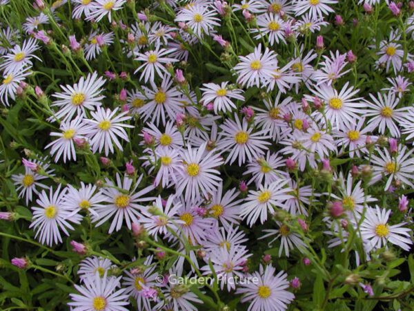 Aster pyrenaeus 'Lutetia' – Bild 5