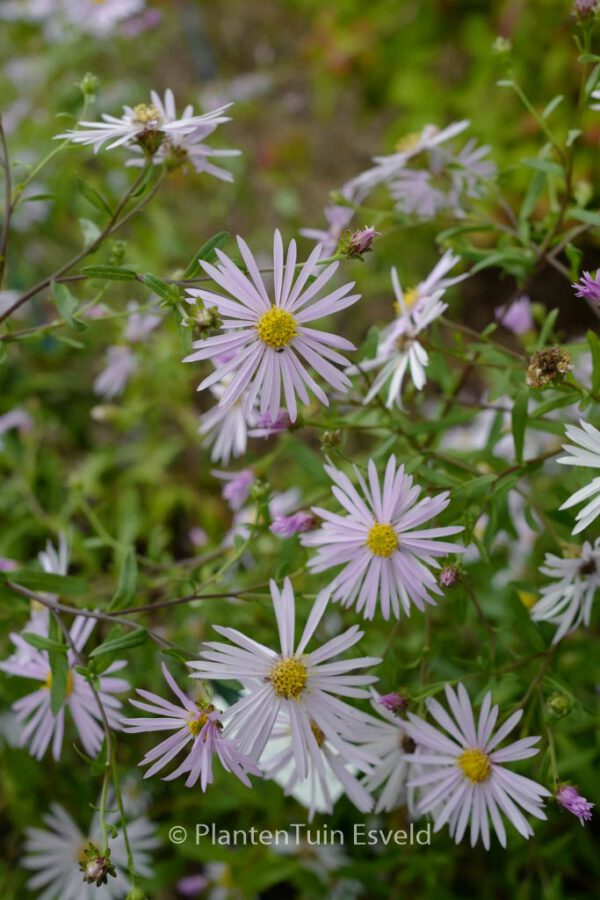 Aster pyrenaeus 'Lutetia' – Bild 6