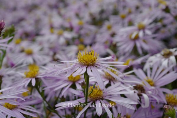 Aster pyrenaeus 'Lutetia' – Bild 7