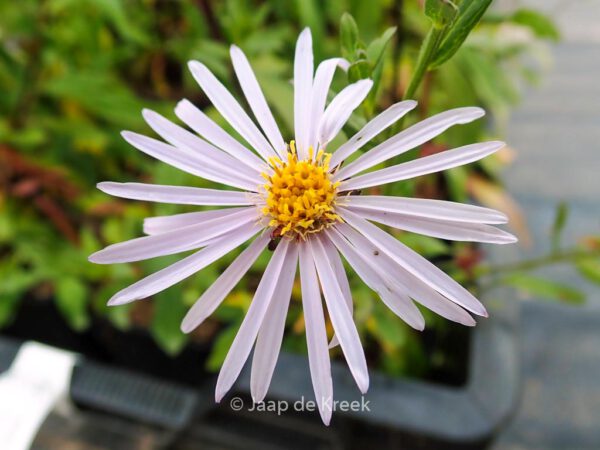 Aster pyrenaeus 'Lutetia' – Bild 8