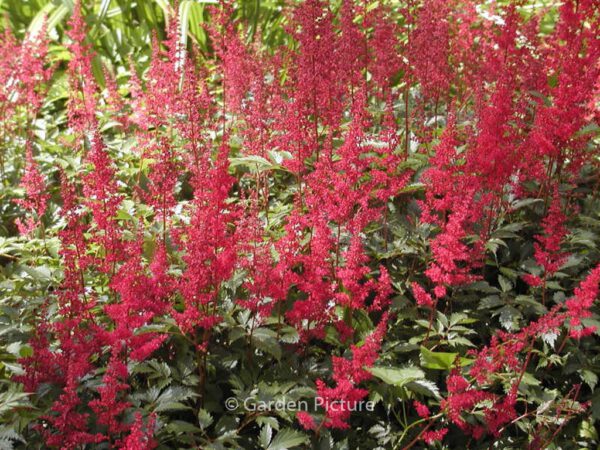 Astilbe 'Fanal' – Bild 2