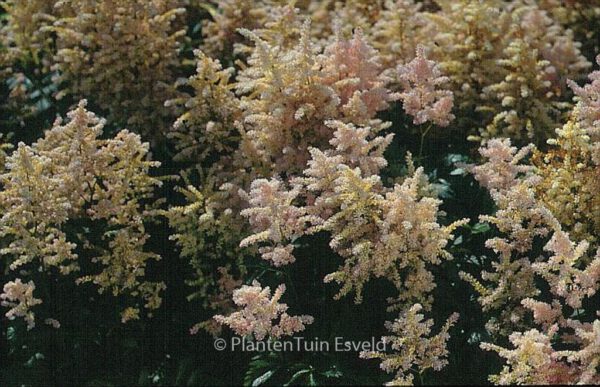Astilbe 'Peach Blossom' – Bild 2