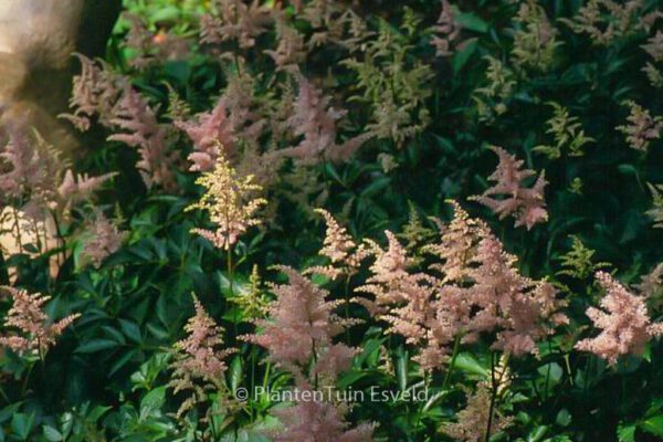 Astilbe 'Peach Blossom' – Bild 3