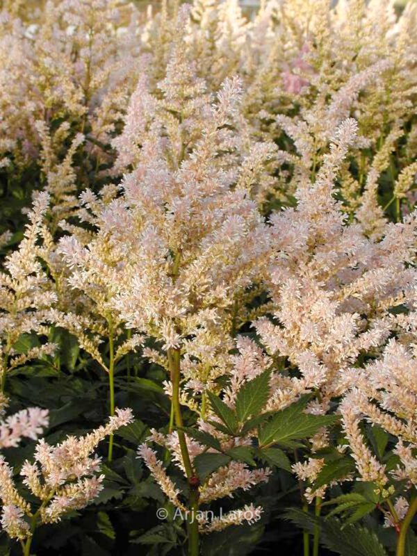 Astilbe 'Peach Blossom' – Bild 4