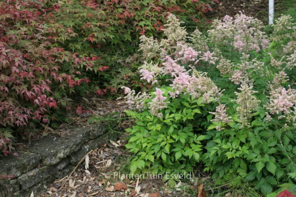 Astilbe 'Peach Blossom' – Bild 5