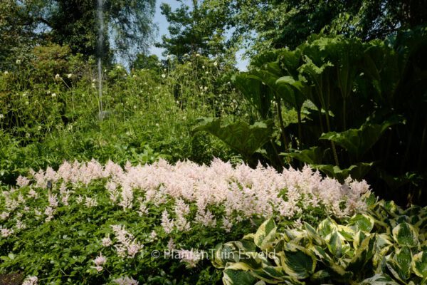 Astilbe 'Peach Blossom' – Bild 7