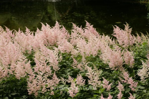 Astilbe 'Peach Blossom'