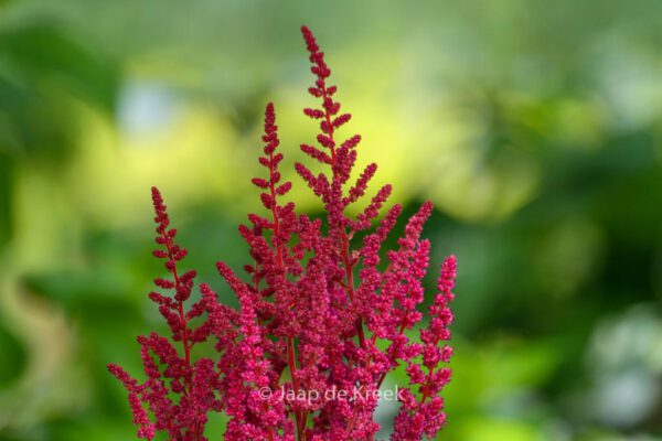 Astilbe chinensis 'Vision in Red' – Bild 2