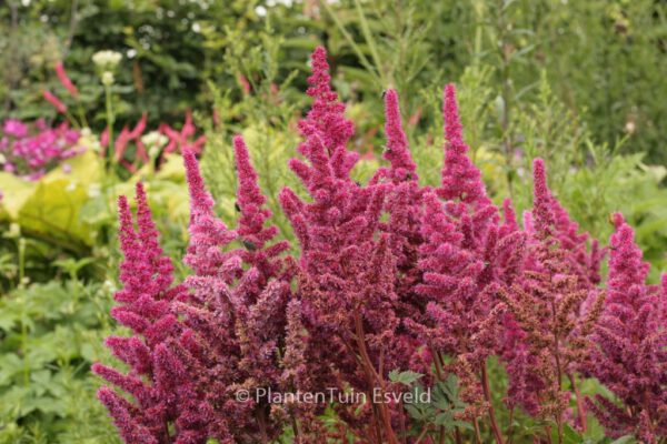 Astilbe chinensis 'Vision in Red' – Bild 3
