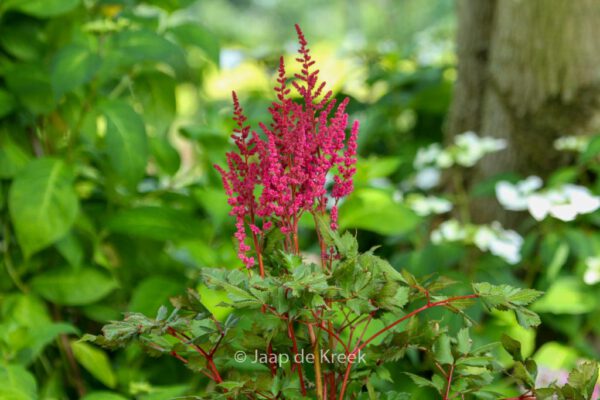 Astilbe chinensis 'Vision in Red' – Bild 4