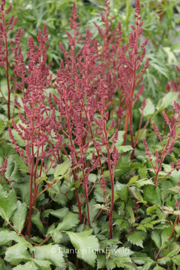 Astilbe chinensis 'Vision in Red' – Bild 5
