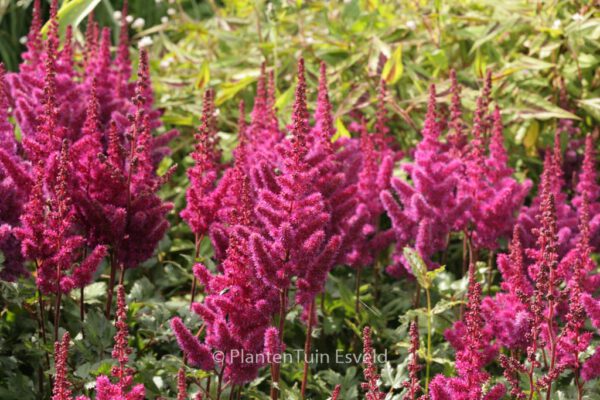 Astilbe chinensis 'Vision in Red' – Bild 6