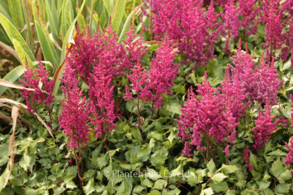 Astilbe chinensis 'Vision in Red'