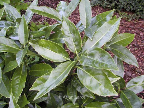 Aucuba japonica 'Longifolia' – Bild 2