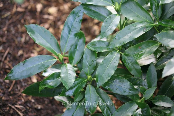 Aucuba japonica 'Longifolia' – Bild 5