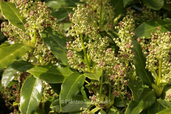 Aucuba japonica 'Longifolia' – Bild 6